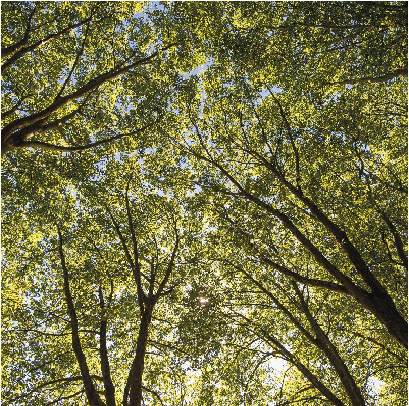 maatwerkbedrijf tuinonderhoud maatwerkbedrijf tuinonderhoud